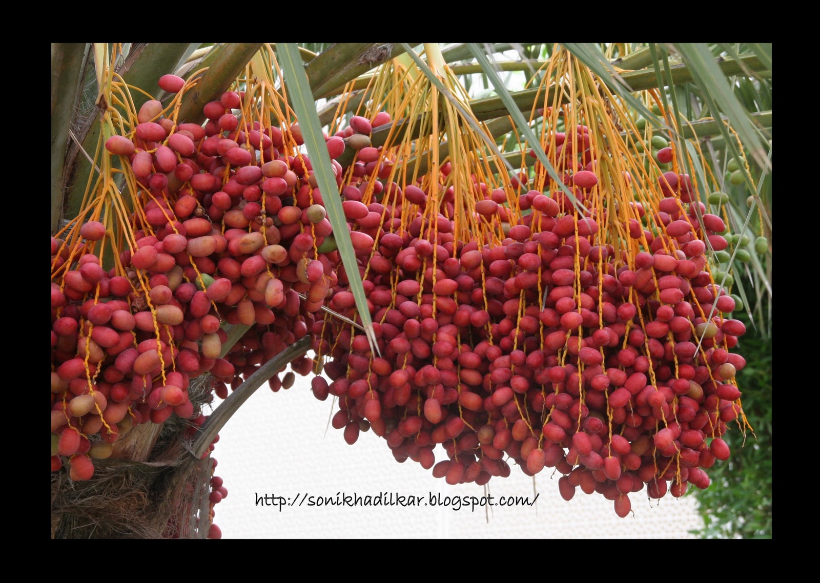 a date islambelievers a date islambelievers